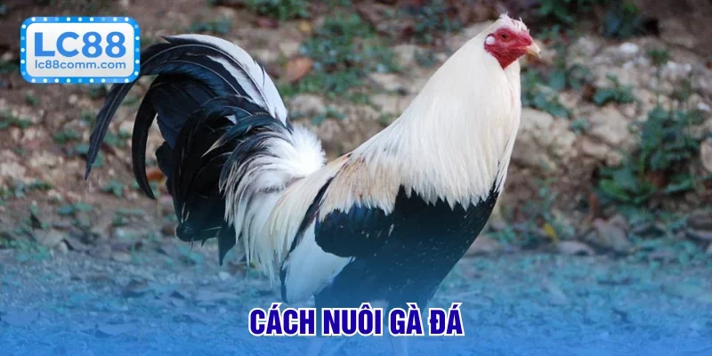 cách nuôi gà đá